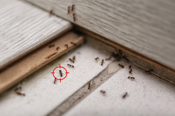 Best Pest Prevention Services  in Perris, CA