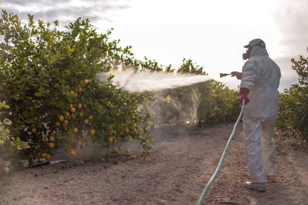 Best Wasp Removal Services  in Perris, CA