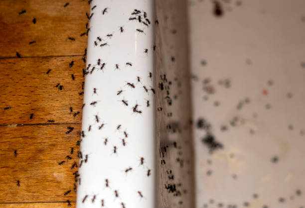 Best Spider Control Near Me  in Perris, CA